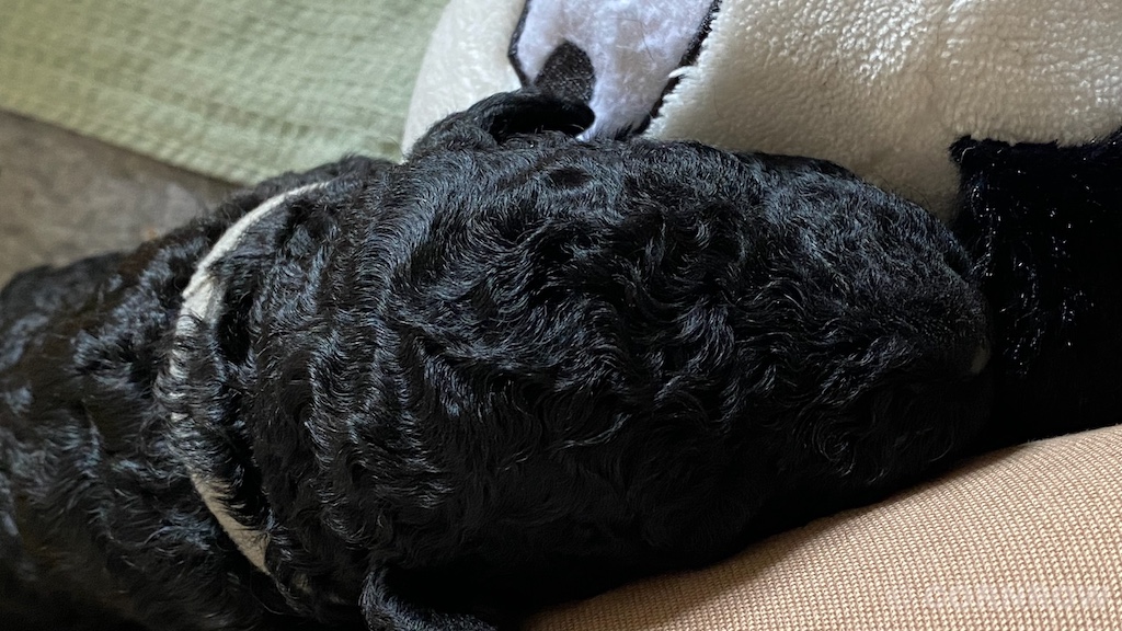 CORNROW D-Wurf 2. Woche