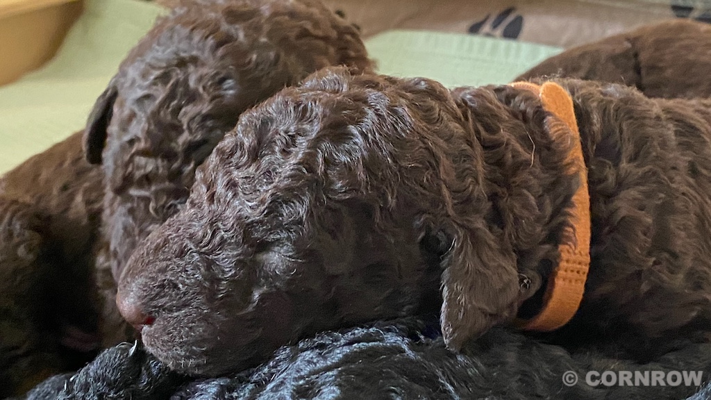 CORNROW D-Wurf 2. Woche