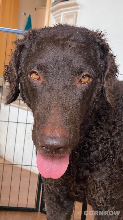 CORNROW D-Wurf 2. Woche