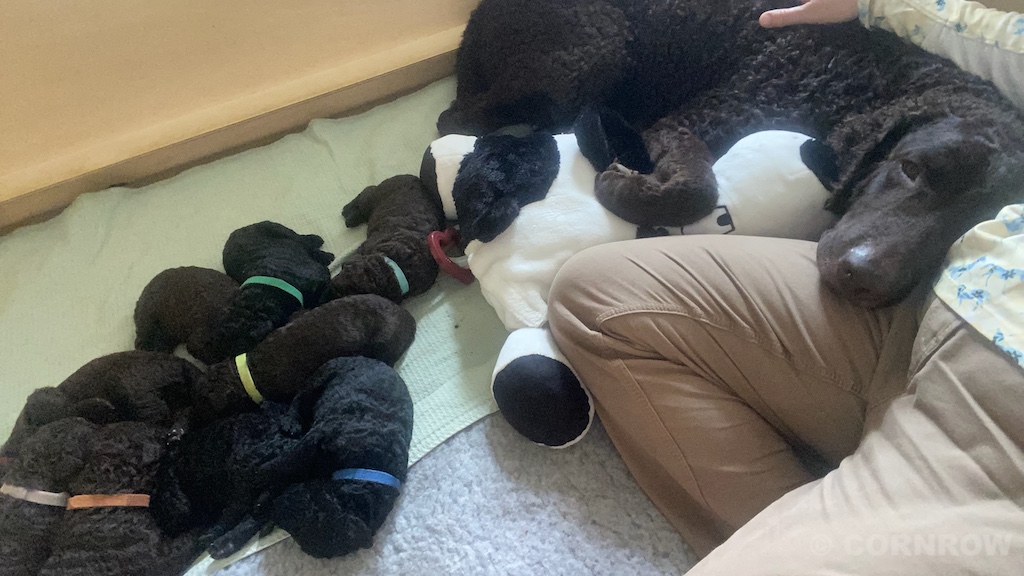 CORNROW D-Wurf 2. Woche