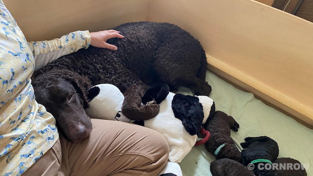 CORNROW D-Wurf 2. Woche