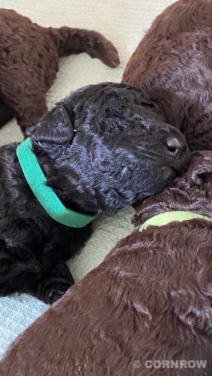 CORNROW D-Wurf 2. Woche