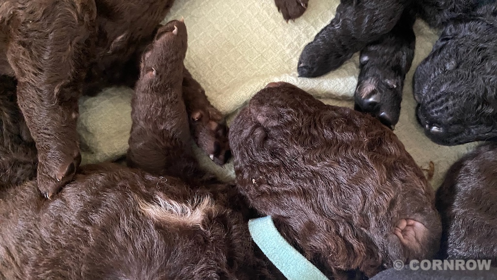 CORNROW D-Wurf 2. Woche