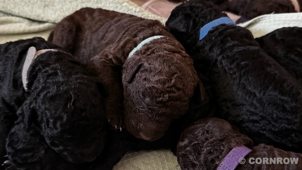 CORNROW D-Wurf 2. Woche