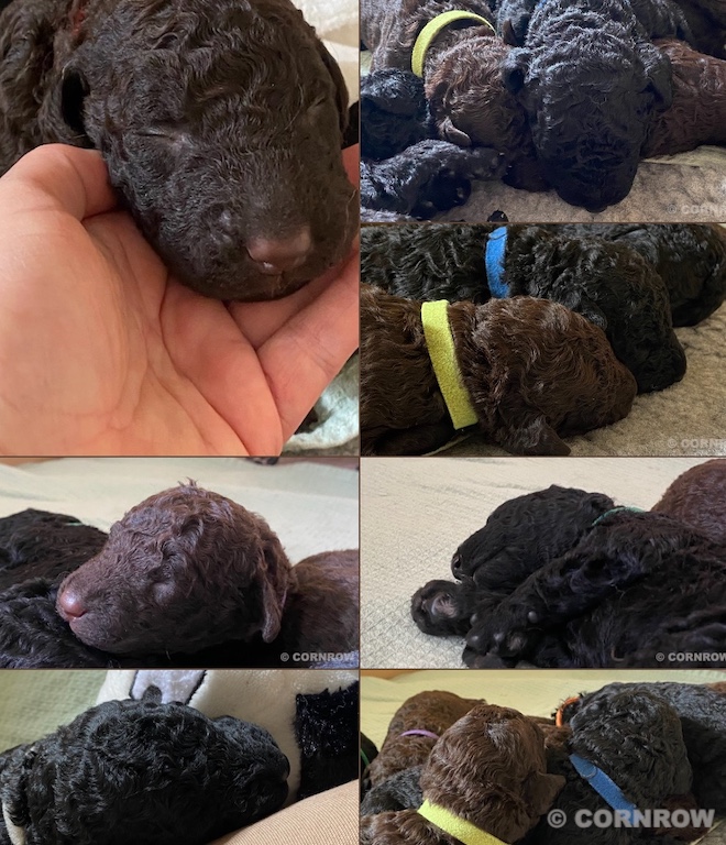 CORNROW D-Wurf Bildervorschau