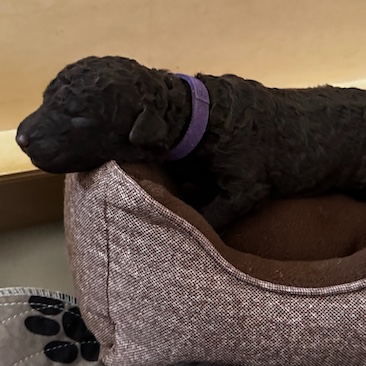 Frau Lila D-Wurf CORNROW Curly Welpe