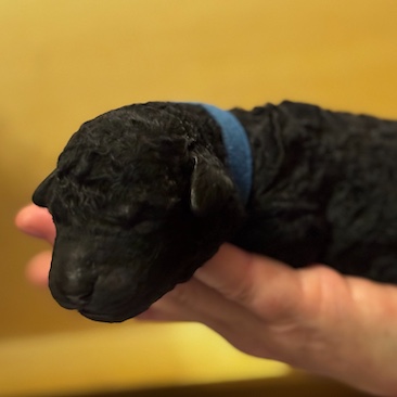 Herr Blau D-Wurf CORNROW Curly Welpe