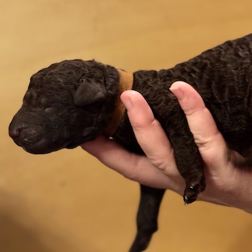 Herr Braun D-Wurf CORNROW Curly Welpe