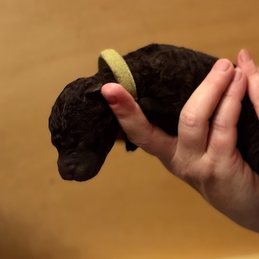 Herr Gelb D-Wurf CORNROW Curly Welpe