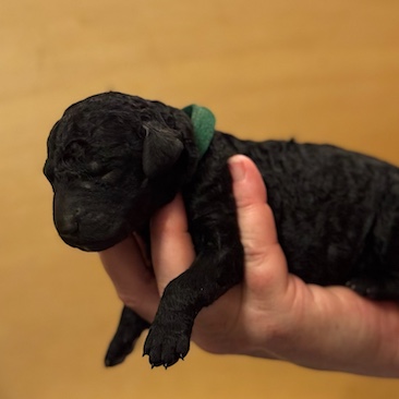 Herr Grün D-Wurf CORNROW Curly Welpe