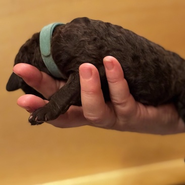 Herr Türkis D-Wurf CORNROW Curly Welpe