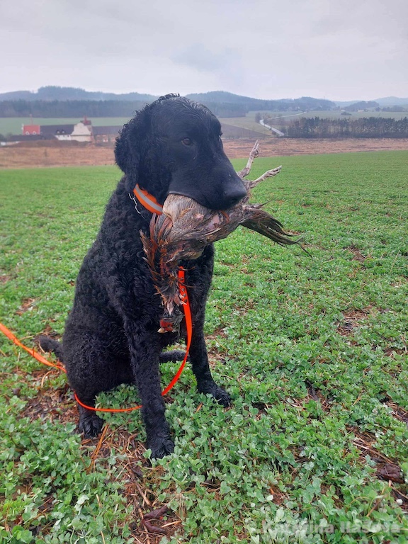 Dario D-Wurf CORNROW Curly Coated Retriever Hunde Welpen Zucht