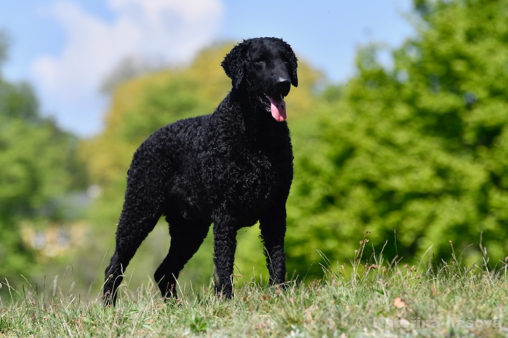 Dario D-Wurf CORNROW Curly Coated Retriever Hunde Welpen Zucht