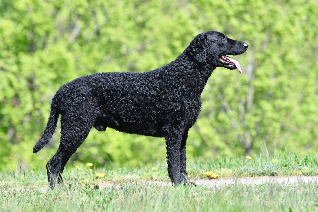 Dario D-Wurf CORNROW Curly Coated Retriever Hunde Welpen Zucht